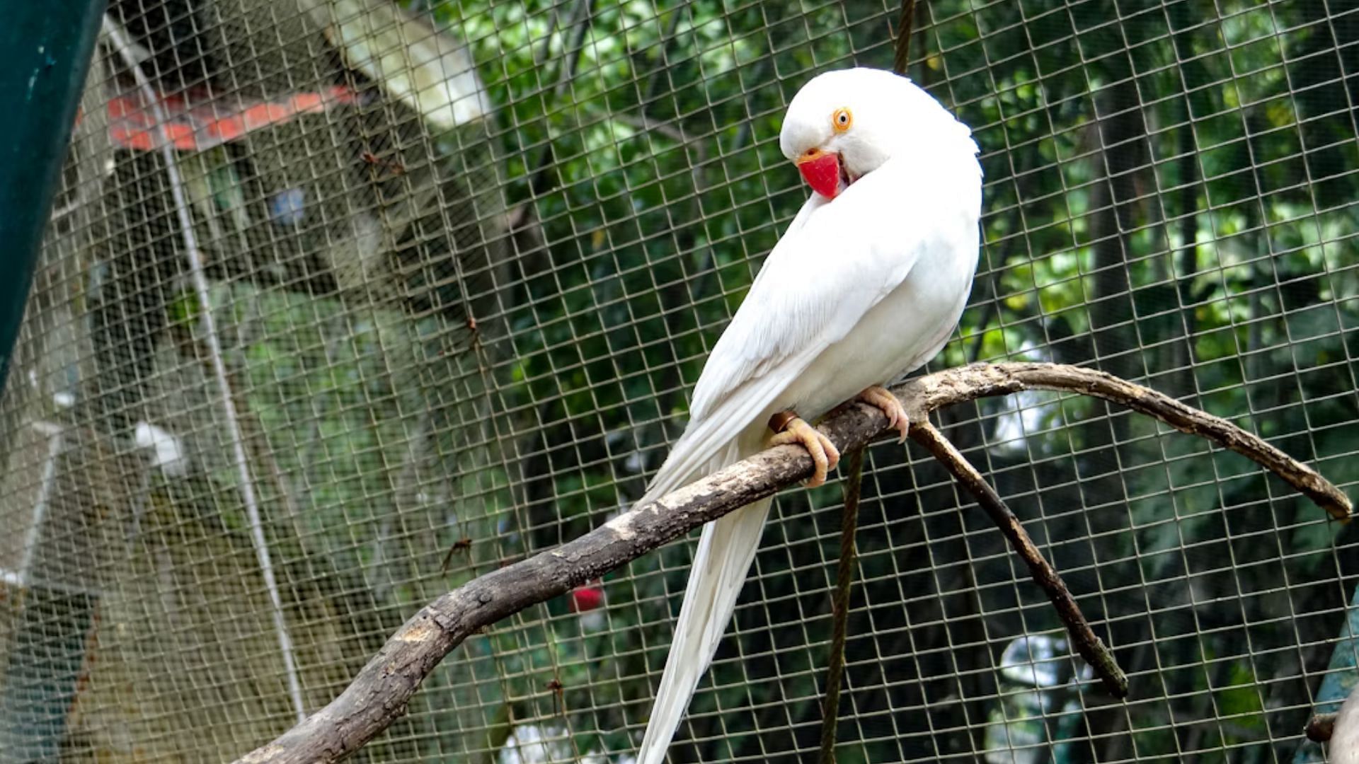 Pat's habit of breeding exotic birds led to Fred's murder (Image via Unsplash)